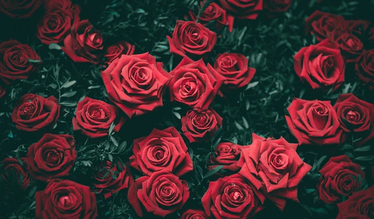 Romance with Roses